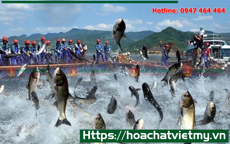 Khử trùng nước ao hồ bằng Oxy già trong nuôi trồng thủy sản