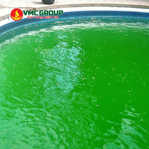 Rong rêu gây mất thẩm mỹ cho nước bể bơi