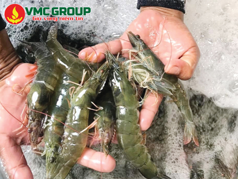 Kali clorua trong thủy sản giúp tôm khỏe mạnh, tăng trưởng tốt