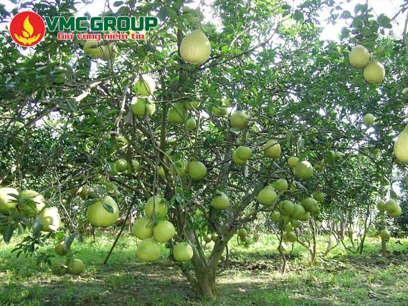 Ứng dụng của MKP - Mono Potassium Phosphate