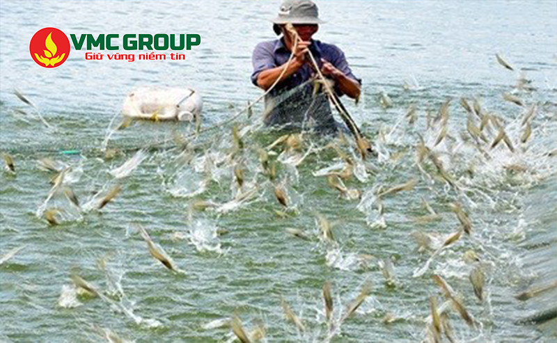 Saponin được dùng làm chất diệt cá tạp trong nuôi trồng thủy sản