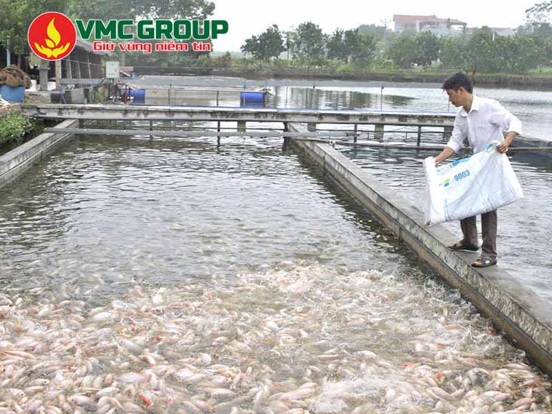Tầm quan trọng của vôi bột đối với ngành thủy sản