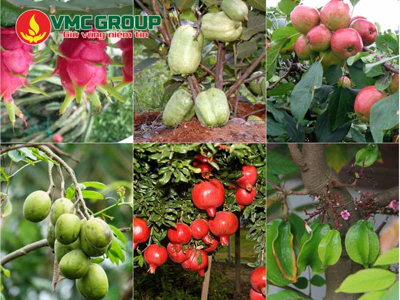 Ứng dụng của phân Kali Humate