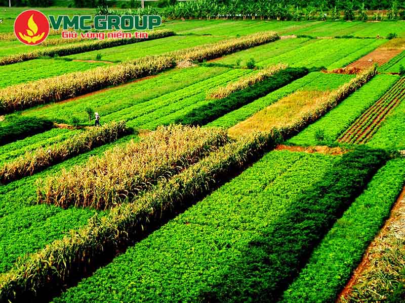 Tinh bột sắn biến tính trở thành giải pháp trong nông nghiệp
